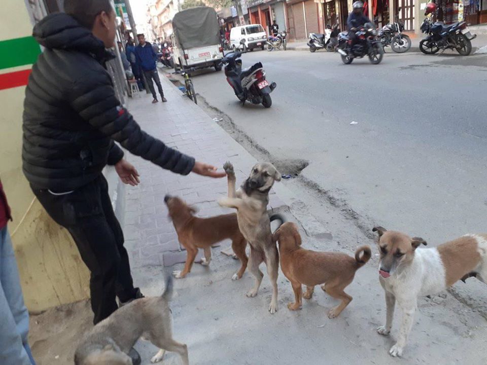 OIPA NEPAL AND NAWRC BRING COMPASSION AND CARE FOR ANIMALS