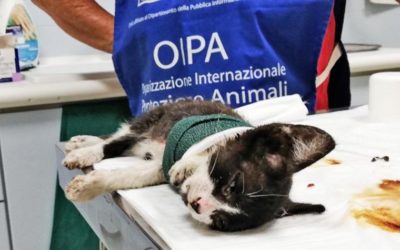 SALVO, 3 MONTHS OLD KITTEN, RESCUED BY THE VOLUNTEERS OF OIPA ITALY IN EXTREME PAIN AND WITH A SEVERE INJURY TO HIS PAW