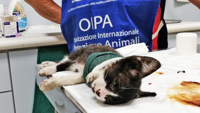 SALVO, 3 MONTHS OLD KITTEN, RESCUED BY THE VOLUNTEERS OF OIPA ITALY IN EXTREME PAIN AND WITH A SEVERE INJURY TO HIS PAW