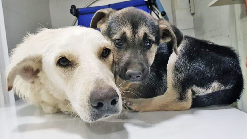 DOGS KILLER CAPTURED IN LEBANON, BUT MUM AND PUPPY ARE NOW SAFE