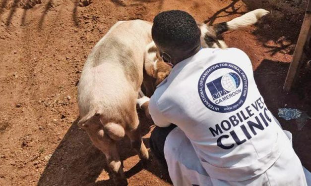 OIPA CAMEROON, THE FIRST ANIMAL RIGHTS ASSOCIATION TO CREATE A MOBILE VETERINARY CLINIC IN THE COUNTRY