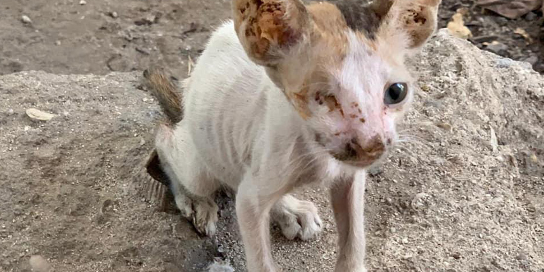 STRAY CATS AND DOGS ARE STARVING TO DEATH IN DUBAI, OPEN LETTER TO DUBAI MUNICIPALITY AND LOCAL AUTHORITIES. SIGN THE PETITION TO SUPPORT
