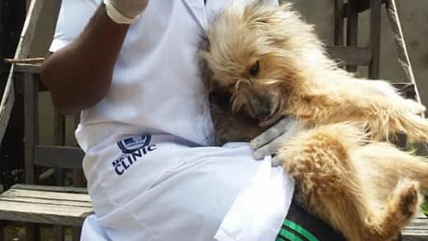 166 DOGS ON THE STREET WITH NO FOOD AND MEDICAL CARE, HELP OIPA CAMEROON TO SAVE THEM