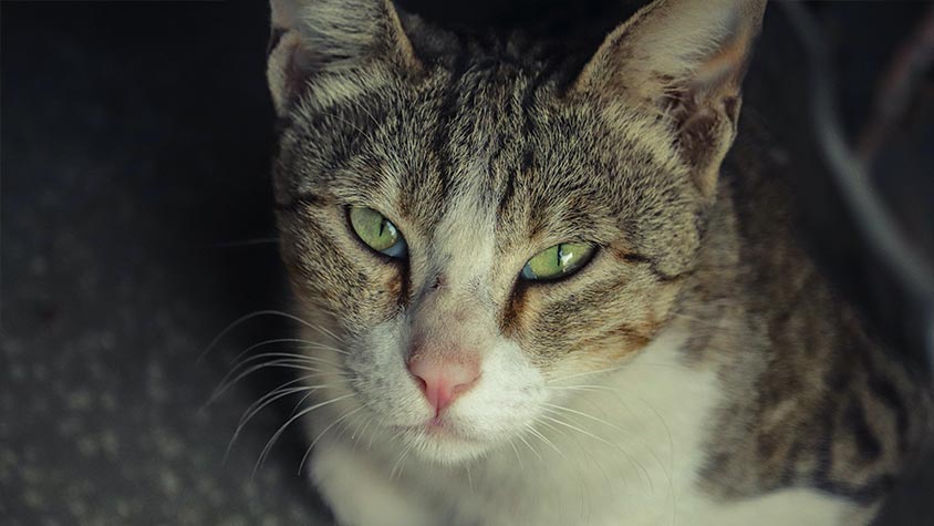 WHAT IS FIV? HOW DOES IT AFFECT CATS?