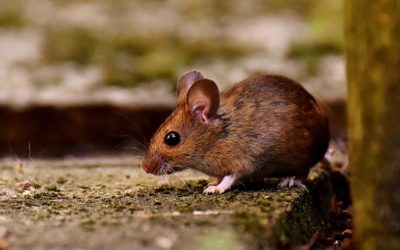 OIPA INDIA BATTLES AGAINST THE USE OF GLUE TRAPS FOR RODENTS