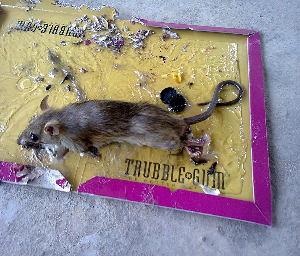 https://www.oipa.org/international/wp-content/uploads/2020/11/mouse-and-rat-glue-trap.jpg