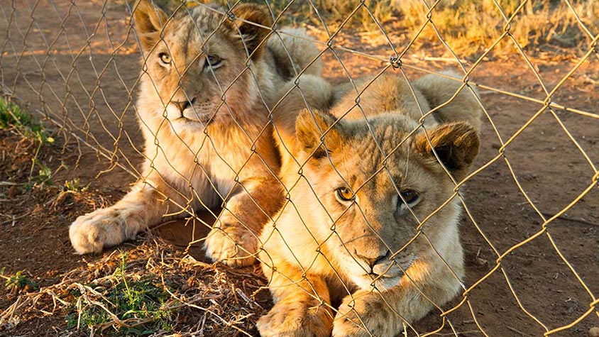 OIPA INTERNATIONAL AND OTHER NGOS PRESS THE SOUTH AFRICA GOVERNMENT TO BAN CAPTIVE LION BREEDING INDUSTRY AND ITS ASSOCIATED ACTIVITIES