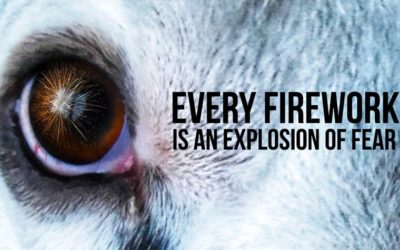 EVERY FIREWORK IS AN EXPLOSION OF FEAR FOR ANIMALS. KEEP THEM SAFE WITH 10 SIMPLE RECOMMENDATIONS