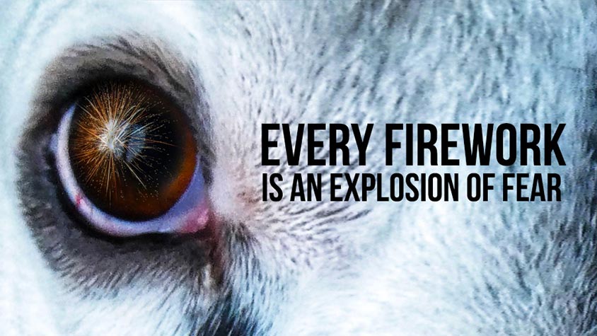 EVERY FIREWORK IS AN EXPLOSION OF FEAR FOR ANIMALS. KEEP THEM SAFE WITH 10  SIMPLE RECOMMENDATIONS | OIPA