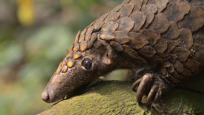 PANGOLINS CONSERVATION IN CAMPO MA’AN NATIONAL PARK: PROJECT PROPOSAL OF OIPA CAMEROON