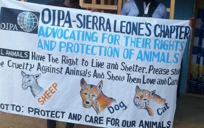 A NEW CHAPTER BEGINS: “PROTECTION AND CARE FOR OUR ANIMALS” THANKS TO OIPA SIERRA LEONE