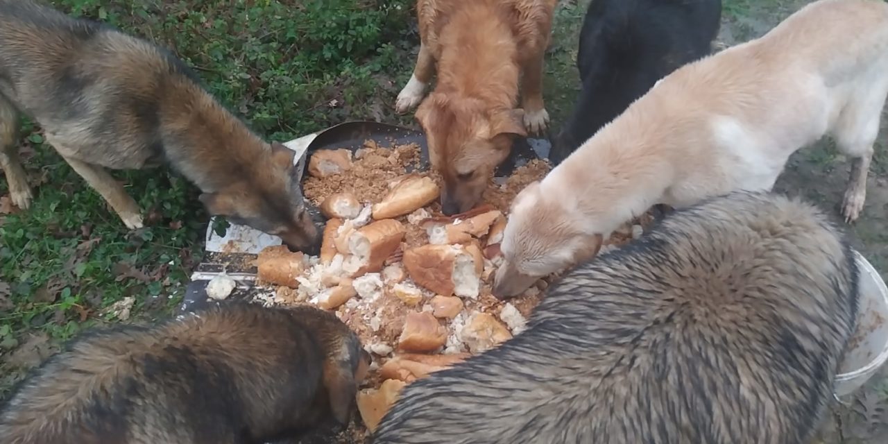 THE LIFE OF A STRAY IN ISTANBUL KURTKOY FOREST. OIPA TURKEY FEEDS AND LOOKS AFTER 500 HOMELESS DOGS