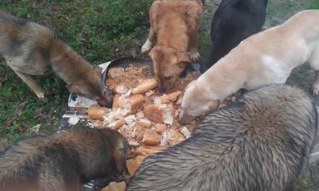 THE LIFE OF A STRAY IN ISTANBUL KURTKOY FOREST. OIPA TURKEY FEEDS AND LOOKS AFTER 500 HOMELESS DOGS