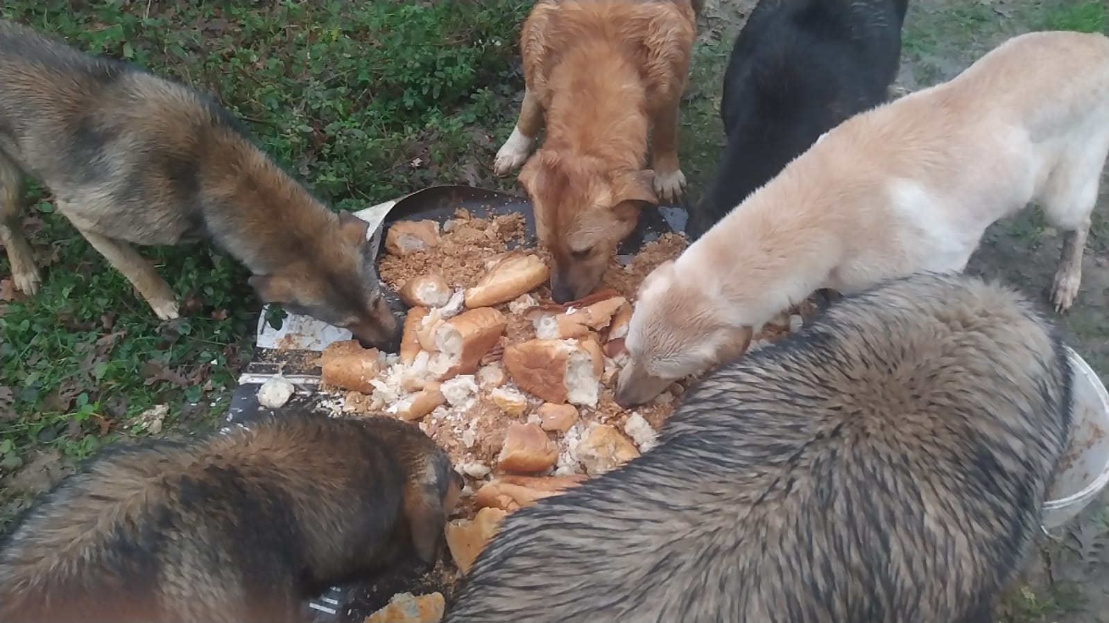 THE LIFE OF A STRAY IN ISTANBUL KURTKOY FOREST. OIPA TURKEY FEEDS AND LOOKS  AFTER 500 HOMELESS DOGS | OIPA