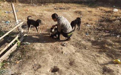 STRAY DOGS IN NEPAL: NAWRC – OIPA NEPAL LOOK AFTER THEM WITH A NEUTERING AND VACCINATION PROGRAM