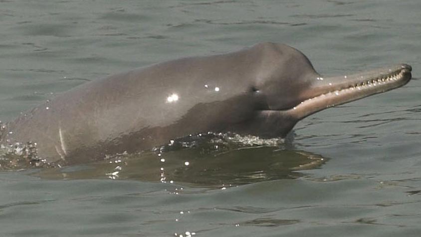THREE MEN FILMED BEATING GANGES RIVER DOLPHIN TO DEATH ARRESTED. OIPA INDIA REMINDS THAT THOSE ANIMALS ARE A NATIONAL HERITAGE THAT MUST BE PROTECTED