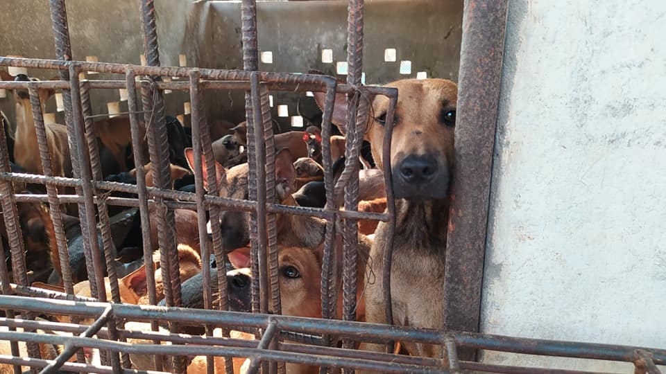 MINIVAN CARRYING 61 DOGS TO AN ILLEGAL SLAUGHTERHOUSE INTERCEPTED IN CAMBODIA