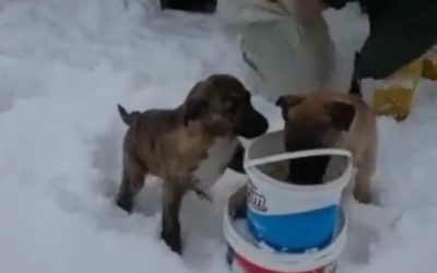 A LIFE OF A STRAY IS WORTH THAN ANY OBSTACLES. VOLUNTEERS OF OIPA TURKEY RUSH TO FEED THEM UNDER THE HEAVY SNOW