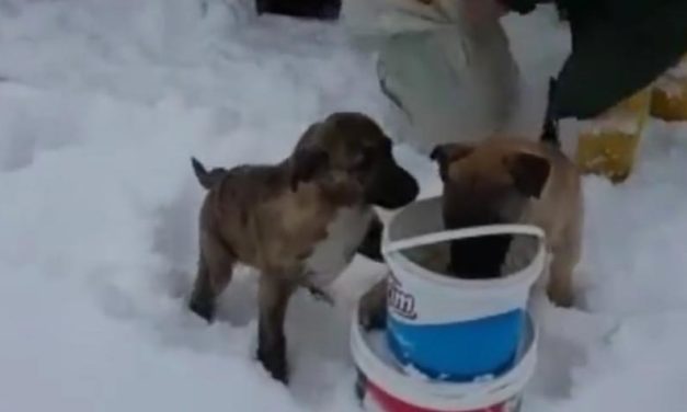 A LIFE OF A STRAY IS WORTH THAN ANY OBSTACLES. VOLUNTEERS OF OIPA TURKEY RUSH TO FEED THEM UNDER THE HEAVY SNOW