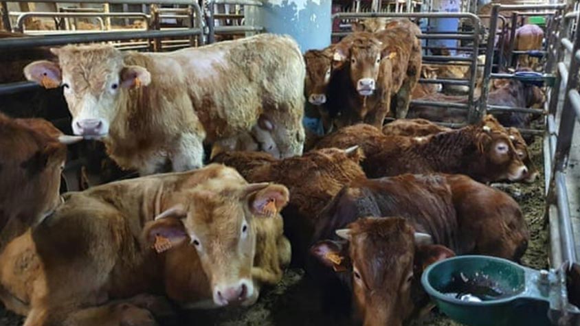 CATTLE ABOARD VESSELS FOR MORE THAN TWO MONTHS. OIPA INTERNATIONAL ASKS THE EUROPEAN COMMISSION TO INVESTIGATE AND STOP LIVE TRANSPORT