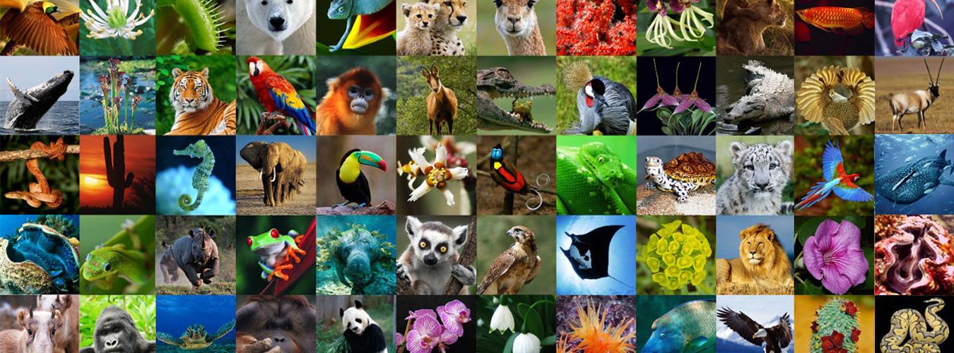 WORLD WILDLIFE DAY: A DAY TO CELEBRATE WORLD'S WILD ANIMALS AND PLANTS |  OIPA