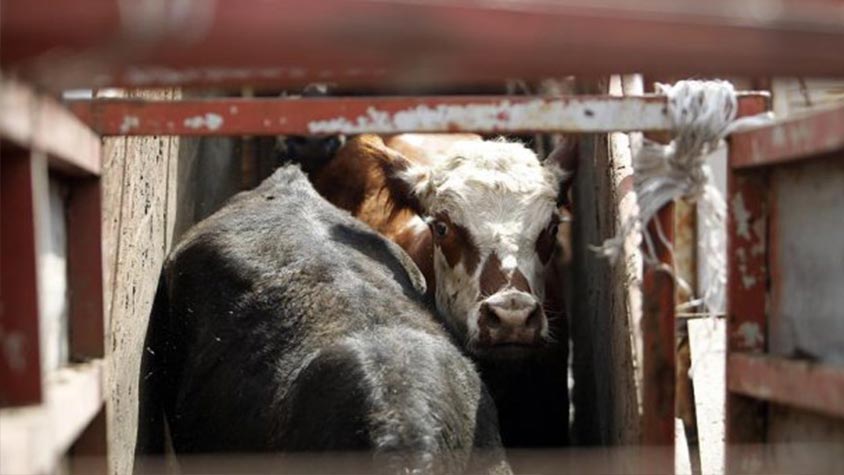 CATTLE ABOARD ELBEIK: AFTER THREE MONTHS, ORDER TO DOCK IN CARTAGENA. OIPA INTERNATIONAL WRITES TO THE SPANISH MINITRY OF AGRICULTURE, FISHERIES AND FOOD NOT TO REPEAT A SECOND KARIM-ALLAH