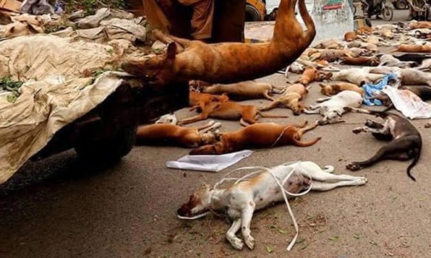 A MASS CULLING OF STRAYS IN PAKISTAN: 25,000 DOGS EXPECTED TO BE KILLED IN THE NEXT FEW WEEKS. OIPA INTERNATIONAL WRITES TO THE PRIME MINISTER
