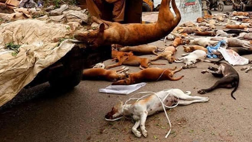 A MASS CULLING OF STRAYS IN PAKISTAN: 25,000 DOGS EXPECTED TO BE KILLED IN THE NEXT FEW WEEKS. OIPA INTERNATIONAL WRITES TO THE PRIME MINISTER