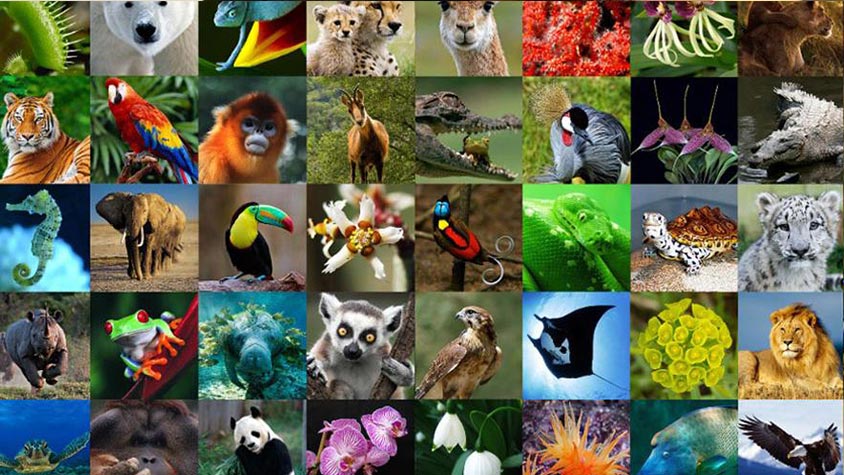 WORLD WILDLIFE DAY: A DAY TO CELEBRATE WORLD'S WILD ANIMALS AND PLANTS |  OIPA