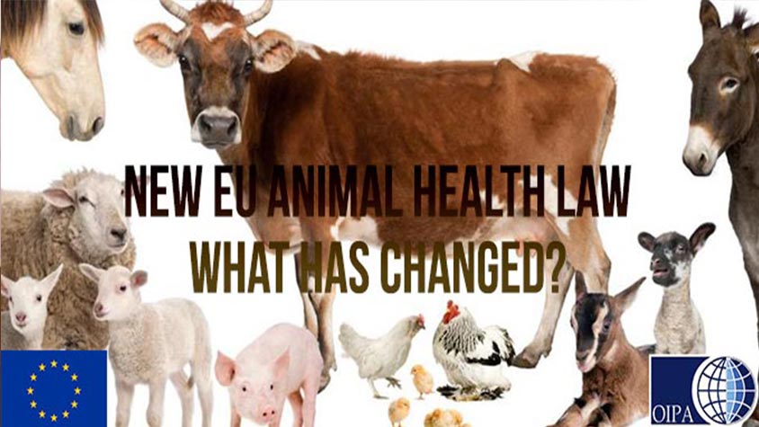 NEW EU ANIMAL HEALTH LAW: WHAT HAS CHANGED AND WHAT DOES THIS MEAN?