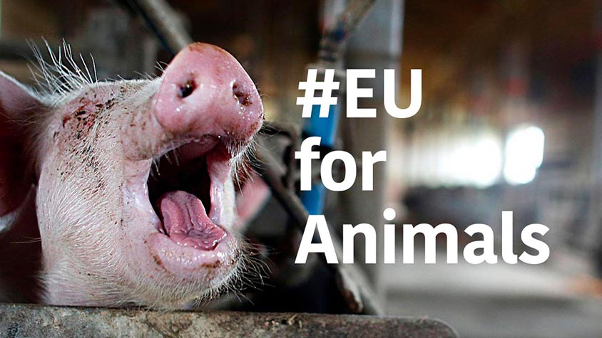 OIPA IS PARTNER OF THE CAMPAIGN #EUFORANIMALS. WE DEMAND A EU COMMISSIONER FOR ANIMAL WELFARE TO GUARANTEE ANIMALS MORE RIGHTS