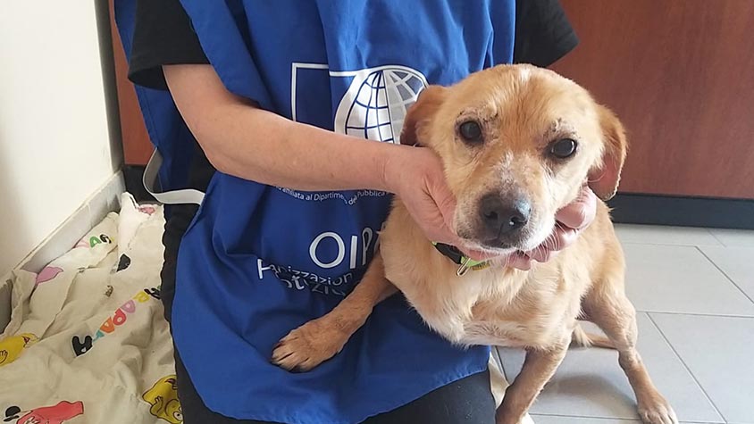 A CHANCE MEETING WITH OIPA’S VOLUNTEERS SAVES HIS LIFE. NOW PEPPINO WANTS TO TAKE BACK ALL LOST DAYS