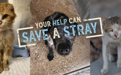 STRAY ANIMALS ARE NEGLECTED AND ABUSED IN MANY COUNTRIES OF THE WORLD. SUPPORT OUR PROJECT AND HELP US “SAVE A STRAY”