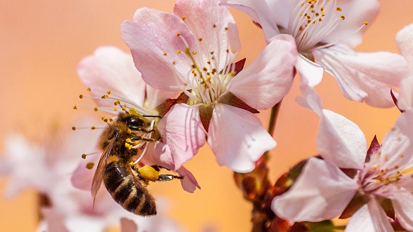 THE EFFECT OF NEONICOTINOIDS ON BEES