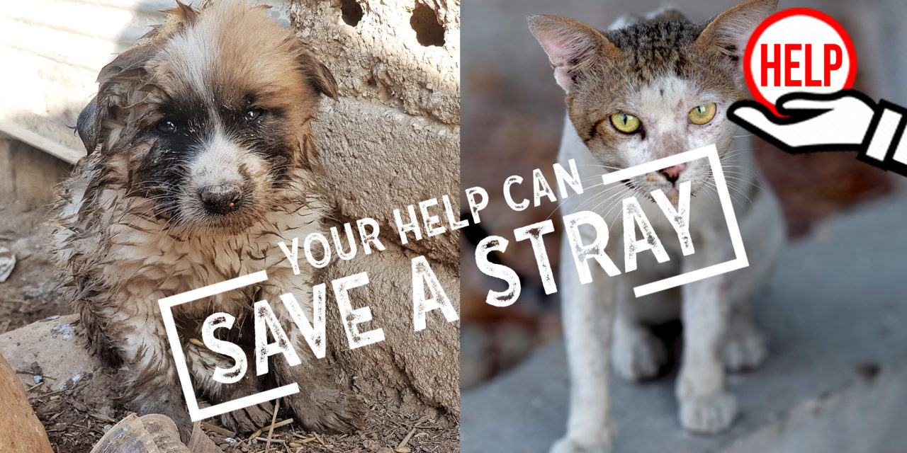 STRAYS ARE REJECTED AND ABUSED IN MANY COUNTRIES OF THE WORLD. CHOOSE TO SUPPORT THE PROJECT OF OIPA INTERNATIONAL AND HELP US TO “SAVE A STRAY”