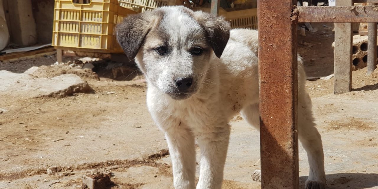 A STORY OF CARE AND COMPASSION FOR STRAYS IN KOBANI, NORTHERN SYRIA