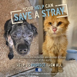 STRAY ANIMALS ARE NEGLECTED AND ABUSED IN MANY COUNTRIES OF THE WORLD.  SUPPORT OUR PROJECT AND HELP US “SAVE A STRAY” | OIPA
