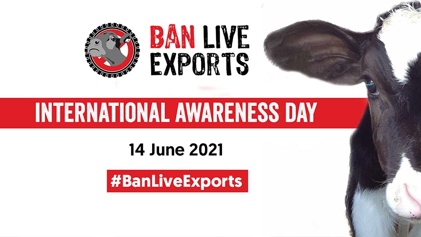 BAN LIVE EXPORTS INTERNATIONAL AWARENESS DAY. THIS CRUEL PRACTISE MUST END: ANIMALS ARE SENTIENT BEINGS!