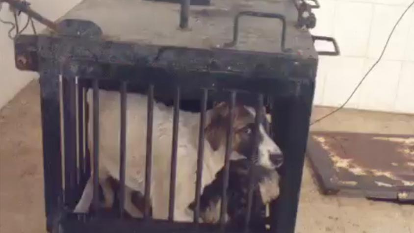 STRAYS CRAMMED INTO CAGES, SPRINKLED WITH WATER AND ELECTROCUTED: STOP GALOUFA IN ALGERIA!