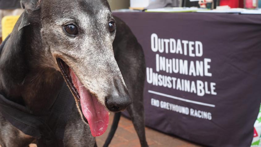 A NEW ENTRY IN OIPA’S FAMILY TO FREE THE HOUNDS IN WESTERN AUSTRALIA