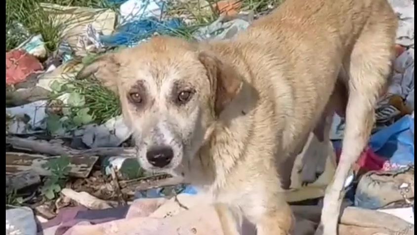 OIPA TURKEY ASKS SUPPORTERS TO HELP PURCHASE FOOD FOR STRAY DOGS OF KURTKOY FOREST