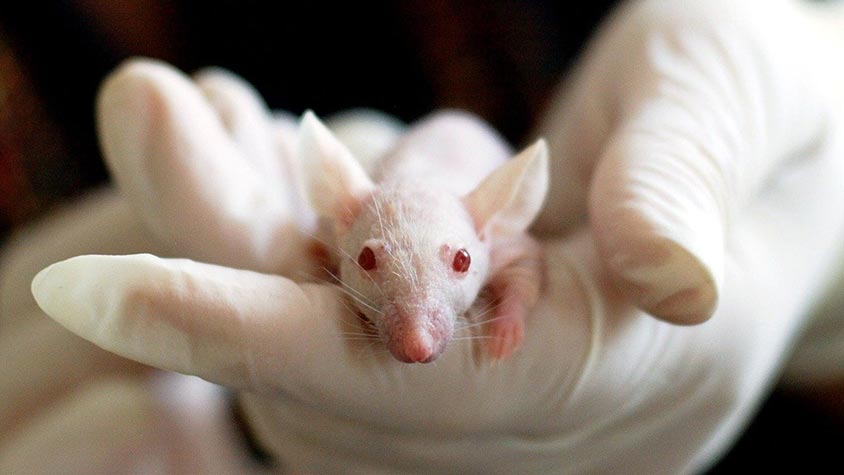 HISTORIC DAY FOR ANIMALS IN EU LABORATORIES! THE EU PARLIAMENT VOTES FOR A FUTURE WITHOUT ANIMAL EXPERIMENTS