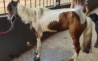 THE RESCUE OF CARLOTTA, PONY SEGREGATED FOR ELEVEN YEARS. SHE NOW DESERVES THE TIME LEFT AWAY FROM SUFFERING