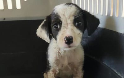 BORN UNDER AN UNLUCKY STAR: DAISY, SWEET PUPPY AFFECTED BY MEGAESOPHAGUS, IS STRUGGLING TO SURVIVE. WE CAN’T LEAVE HER ALONE