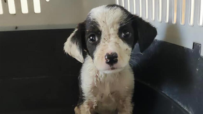 BORN UNDER AN UNLUCKY STAR: DAISY, SWEET PUPPY AFFECTED BY MEGAESOPHAGUS, IS STRUGGLING TO SURVIVE. WE CAN’T LEAVE HER ALONE