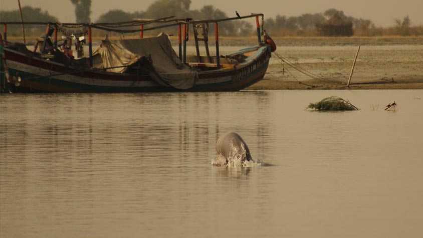 OIPA PAKISTAN – SOUTH PUNJAB PROPOSES A PROJECT FOR THE CONSERVATION OF INDUS RIVER DOLPHINS