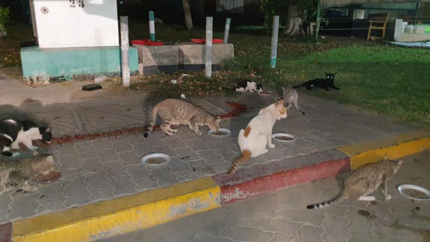 THREE HUNDRED STRAY CATS IN DUBAI RECEIVED DRY FOOD, THANKS TO OIPA’S PROJECT “SAVE A STRAY”