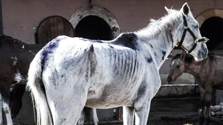 A PAIN-FREE LIFE FOR HORSES AND DONKEYS SEVERELY INJURED AND ABUSED IN EGYPT THANKS TO THE GREAT WORK OF OUR MEMBER LEAGUE EGYPT EQUINE AID (EEA)