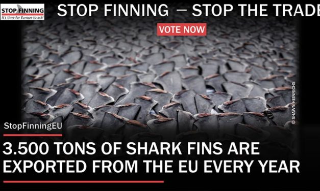 OIPA SUPPORTS THE EUROPEAN CITIZENS’ INITIATIVE “STOP FINNING – STOP THE TRADE” TO END THE LUCRATIVE BUSINESS OF SHARK FINS FROM EUROPE! GIVE YOUR ADHESION!