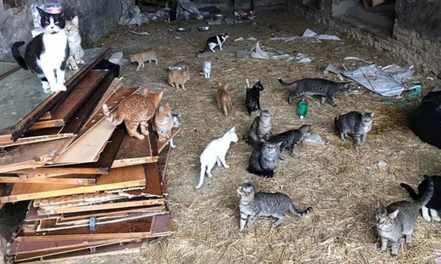 ANOTHER CASE OF ANIMAL HOARDING IN ITALY. 26 CATS ABANDONED IN A COUNTRY COTTAGE AND OTHER 7 SEGREGATED IN A ROOM FULL OF EXCREMENT AND WASTE. NOW THEY ARE SAVE!